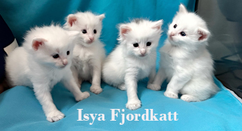 Isya Fjordkatt